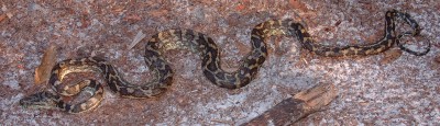 Carpet Python we found while walking on Fraser Island