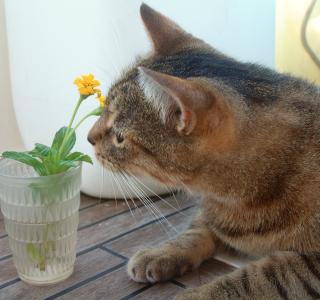 Gotta leave time to smell the flowers.