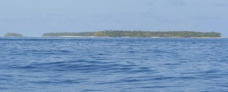 Coconut trees stand high on the islands of Peros Banhos Atoll 