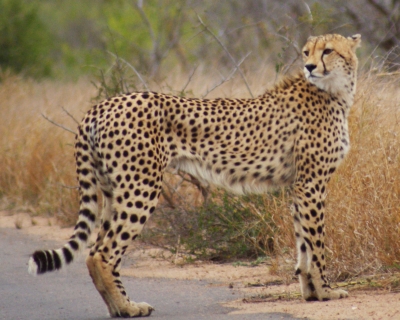 A cheetah watches his flank after crossing the road. Kruger NP S Africa