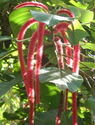 Chenille Plant. St. Lucia Botanical Garden