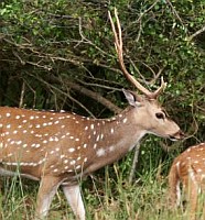 Chital Deer buck, Sri Lanka