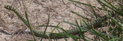 Chrysopelea ornata ornatissima (Golden Tree Snake), Thailand