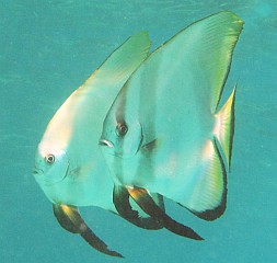 Circular spadefish lived under Ocelot