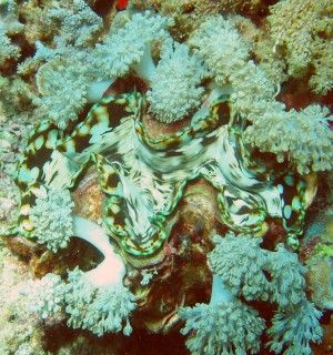 A colorful giant clam surrounded by soft corals