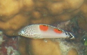 Juvenile Clown Coris