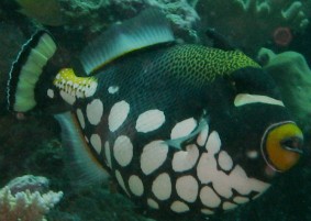 Adult Clown Triggerfish Balistoides conspicullum
