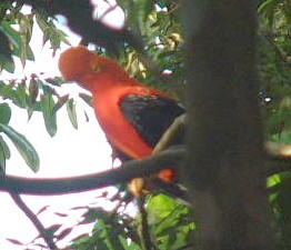 Rare Andean Cock of the Rocks.