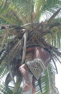 Ziggie, a native Fijian, climbs a tall coconut tree at Robinson Crusoe Island
