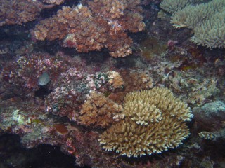 The same coral cluster, showing a great range of colors