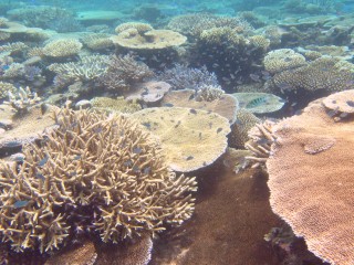 Colorful corals off Treasure Island