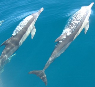 Short-beaked Common Dolphins