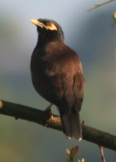 The common Myna