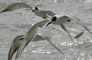 Common terns, in flock behind boat, Malaysian coast