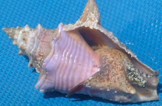 Immature Queen Conch