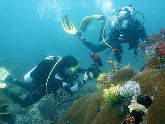 Diver hovers over yellow crinoid to shoot a crinoid shrimp