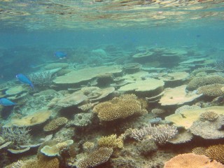 The marine reserve around Treasure Island provides great snorkeling and diving.