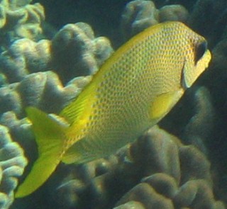 The Coral Rabbitfish with its distinctive blue spots