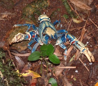 A freshwater cray defends his right to the path