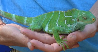 This Crested Iguana is held at the Kula Eco-Center and is used to being handled