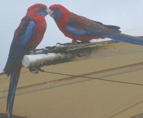 Crimson Rosellas on a roof top in a Victoria park