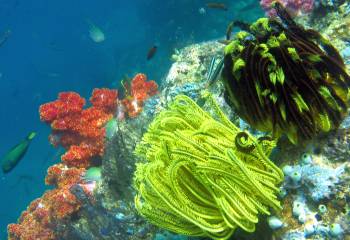 Crinoids are animals, not plants, with many species