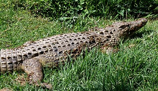 Nile Crocodiles live in Africa and Madagascar