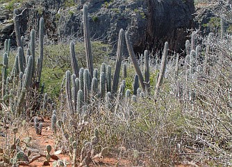 Cacti of the Curacao countryside