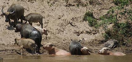 White & black water-buffalo played & wallowed in the river