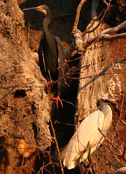 Both the white & dark versions of the Dimorphic Egret