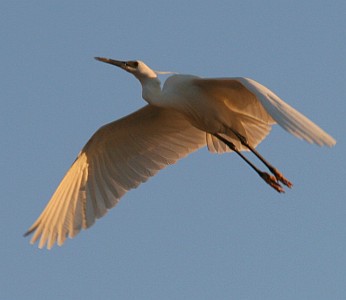 White Dimorphic Egret in flight, Madagascar