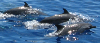 Pantropical spotted dolphiins have a distinctive white nose.