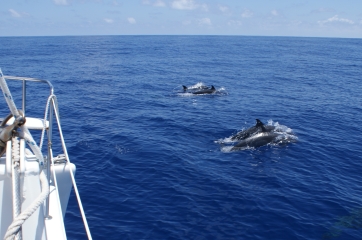 Pantropical Spotted Dolphins play on the bow of Ocelot