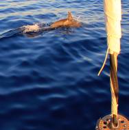 Dolphin playing off our bows