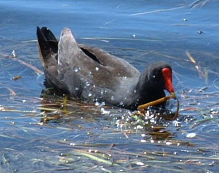 Dusky Moorhen foraging in reeds of freshwater lake