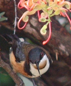 Eastern Spinebill