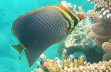 Eastern Triangular Butterflyfish