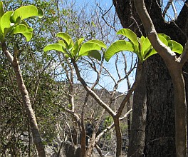 Elephant's Foot plant in Madagascar