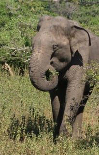 Wild elephants freely roam Yala National Park