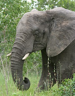 Up close and personal in Kruger