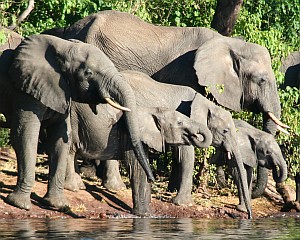 Whole families come to the river to drink