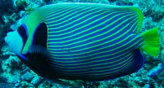 The beauitful Emperor Angelfish