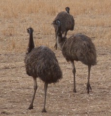 Emus on the fields of Victoria