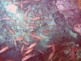 Click on the picture to see a larger version School of Epaulette Soldierfish in a small cave