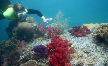 Erin snorkeling in the clear Triton Bay waters