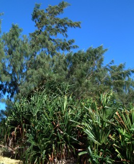 Typical shoreline in Tonga: graceful casuarina pines stand tall above pandanus.