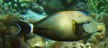 The Eye-Stripe Surgeonfish we saw in Indonesia