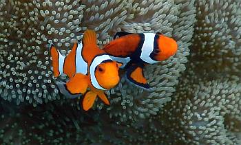 False Clown Anemone Fish, Kabui Cut, Raja Ampat