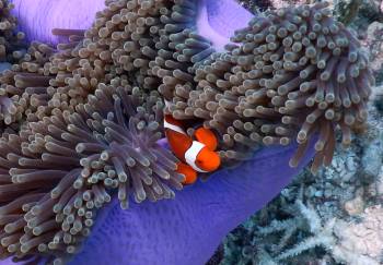 Clown Anemonefish in its anemone, Walo Bommies