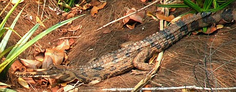 A fairly young False Gharyal on the banks of the Sekonyer River